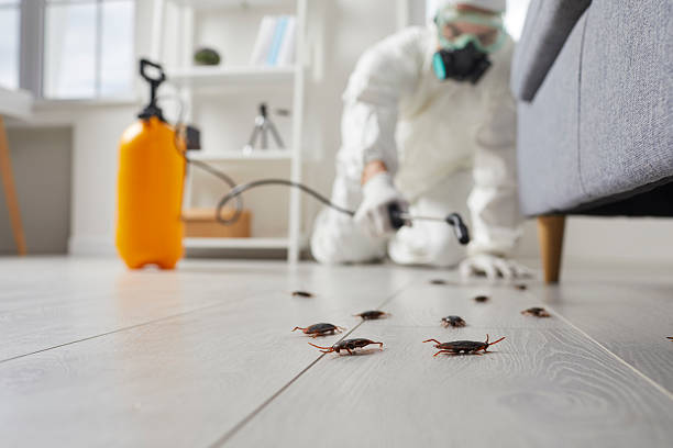 Commercial Kitchen Cockroach Control in Brunswick